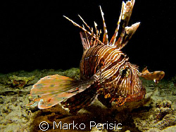 Often attracted by divers lights this Common Lionfish (pt... by Marko Perisic 